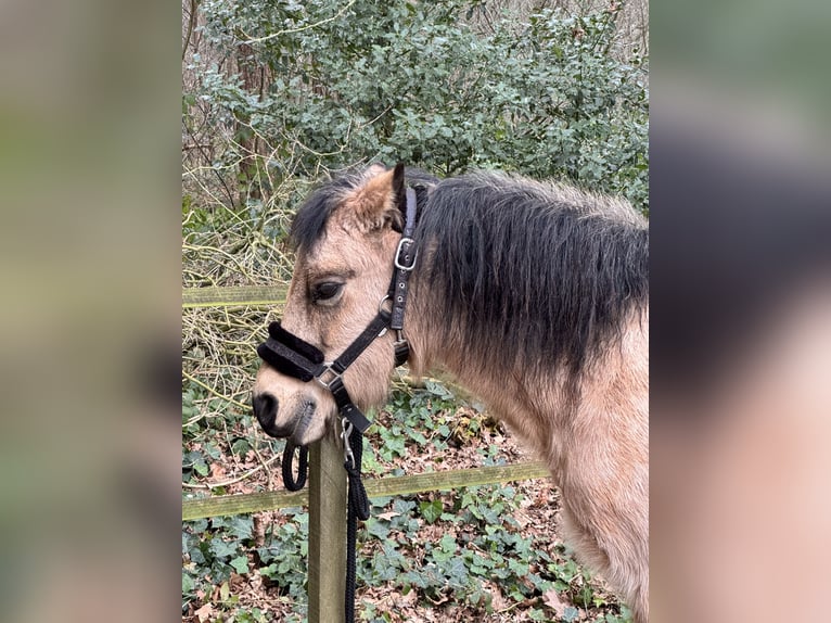 Kuc walijski sekcji B Klacz 21 lat Szampańska in Loon op Zand