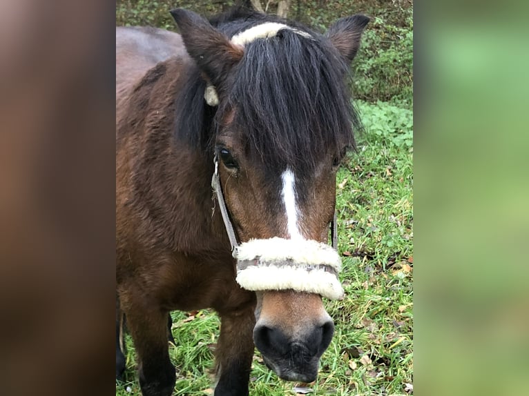 Kuc walijski sekcji B Mix Klacz 26 lat 130 cm Ciemnogniada in Löhne