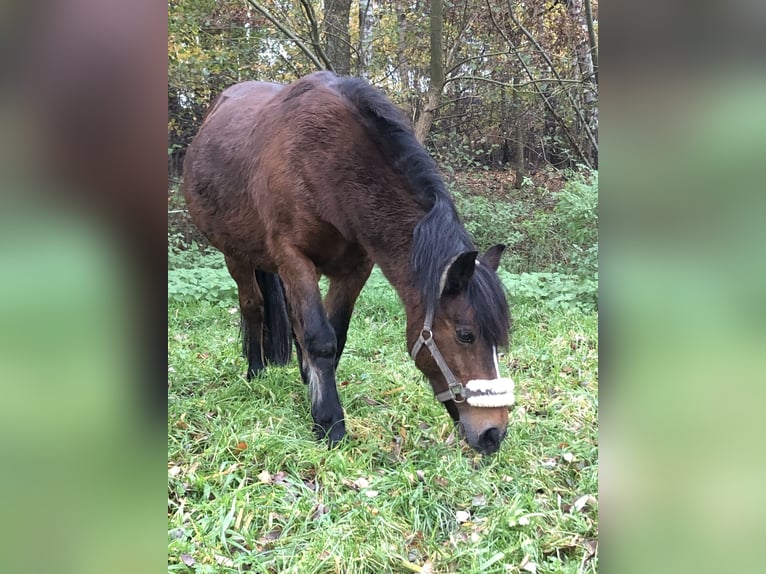 Kuc walijski sekcji B Mix Klacz 26 lat 130 cm Ciemnogniada in Löhne