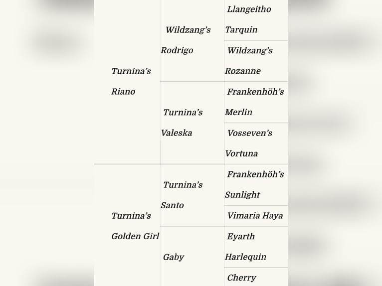 Kuc walijski sekcji B Mix Klacz 2 lat 110 cm Jelenia in Bad Wurzach