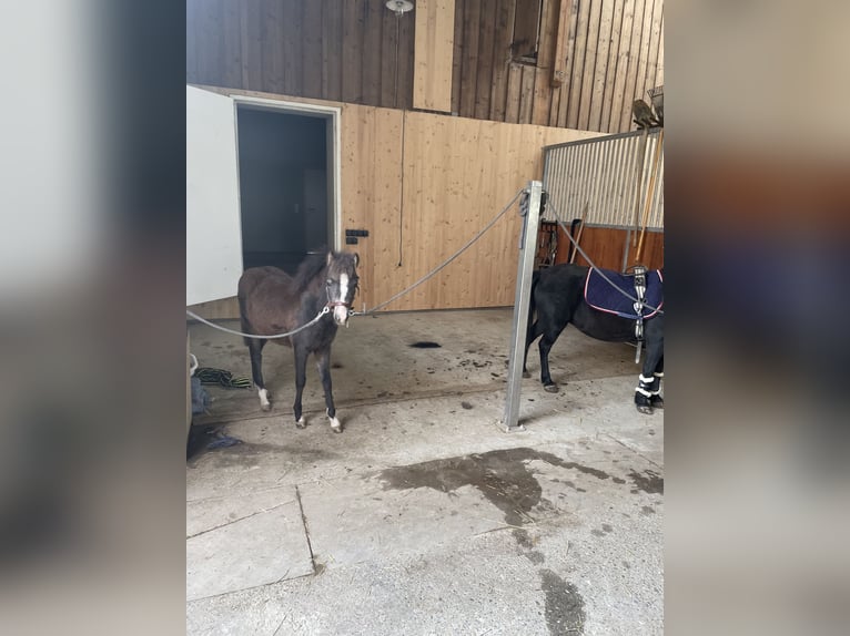 Kuc walijski sekcji B Mix Klacz 2 lat 110 cm Jelenia in Bad Wurzach