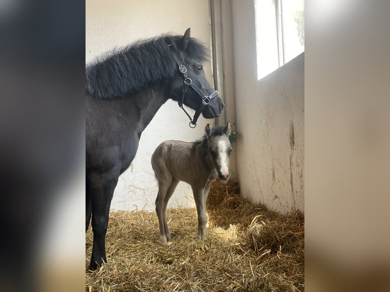 Kuc walijski sekcji B Mix Klacz 2 lat 115 cm Jelenia in Bad Wurzach
