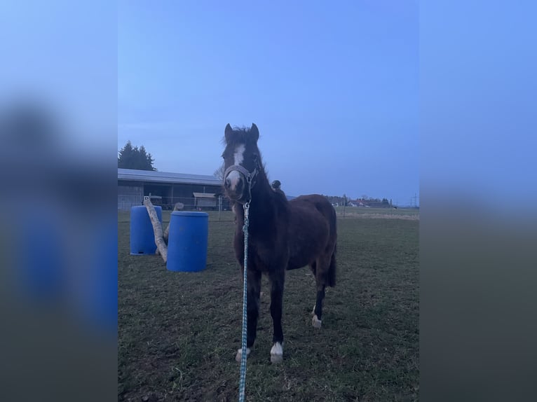 Kuc walijski sekcji B Mix Klacz 2 lat 115 cm Jelenia in Bad Wurzach