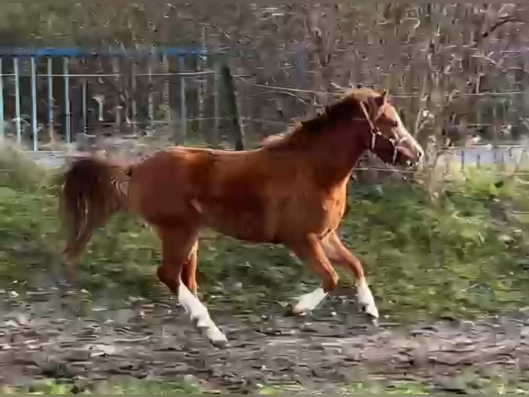 Kuc walijski sekcji B Klacz 2 lat 120 cm Kasztanowata in Niederzier