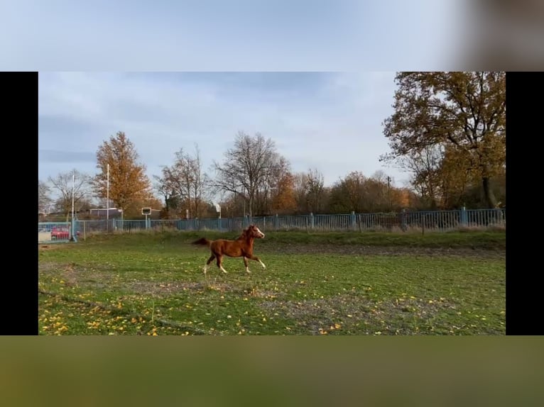 Kuc walijski sekcji B Klacz 2 lat 120 cm Kasztanowata in Niederzier