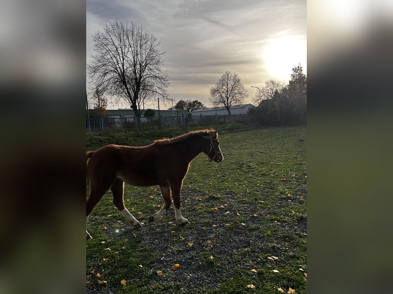 Kuc walijski sekcji B Klacz 2 lat 120 cm Kasztanowata in Niederzier