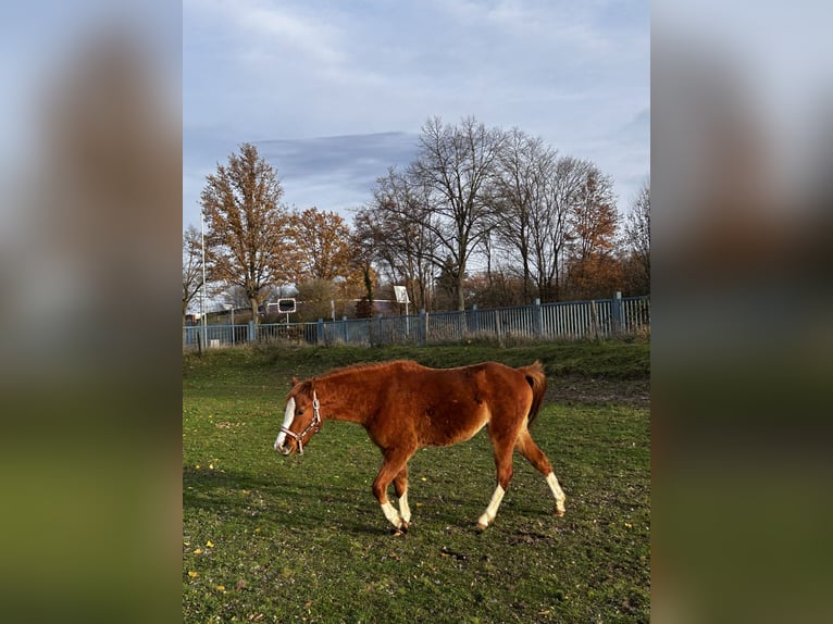 Kuc walijski sekcji B Klacz 2 lat 120 cm Kasztanowata in Niederzier