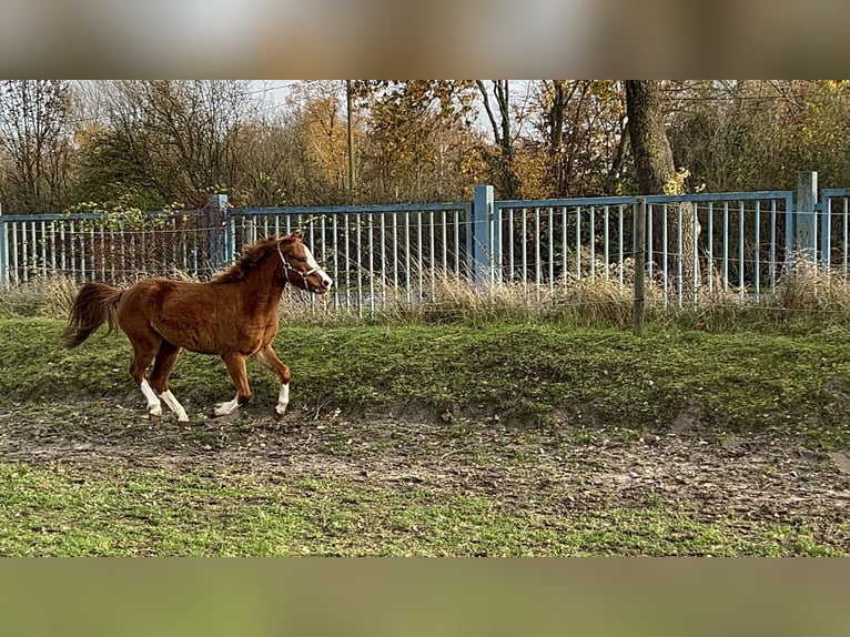 Kuc walijski sekcji B Klacz 2 lat 120 cm Kasztanowata in Niederzier