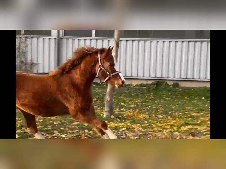 Kuc walijski sekcji B Klacz 2 lat 120 cm Kasztanowata in Niederzier