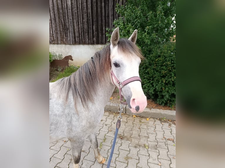 Kuc walijski sekcji B Klacz 2 lat 125 cm in Rottenburg an der Laaber