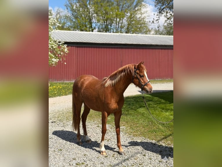 Kuc walijski sekcji B Klacz 2 lat 130 cm Kasztanowata in Oggelshausen