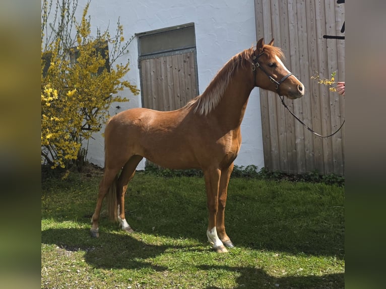 Kuc walijski sekcji B Klacz 2 lat 130 cm Kasztanowata in Oggelshausen