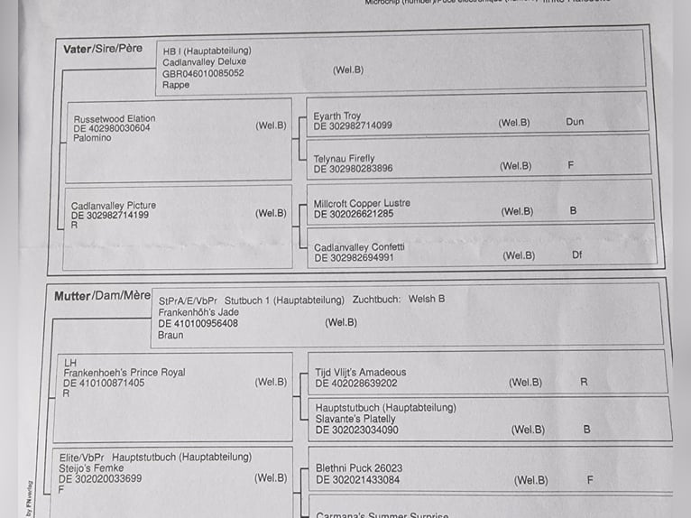 Kuc walijski sekcji B Klacz 2 lat 136 cm Ciemnogniada in Rotenburg an der Fulda