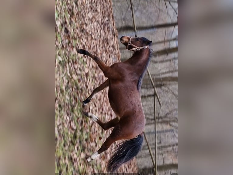 Kuc walijski sekcji B Klacz 2 lat 136 cm Ciemnogniada in Rotenburg an der Fulda