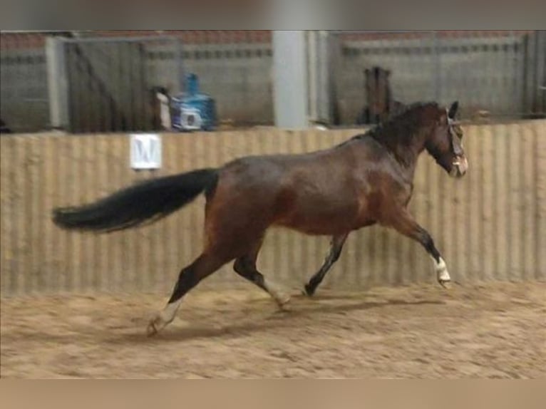 Kuc walijski sekcji B Klacz 3 lat 123 cm Gniada in Deurne