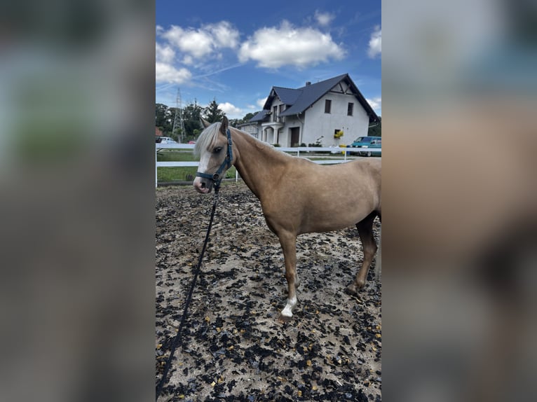 Kuc walijski sekcji B Klacz 3 lat 125 cm Izabelowata in Jakubów