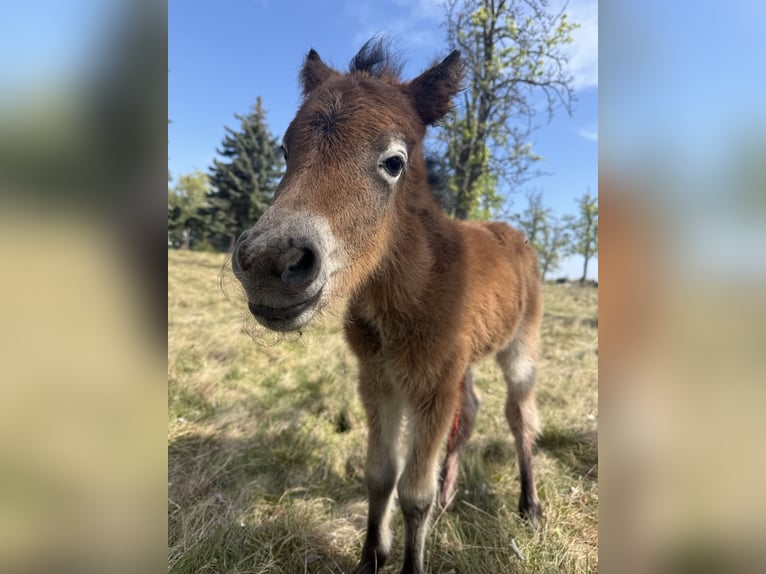 Kuc walijski sekcji B Mix Klacz 3 lat 125 cm Siwa in Grimma