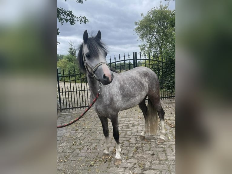 Kuc walijski sekcji B Klacz 3 lat 125 cm Siwa in Delft