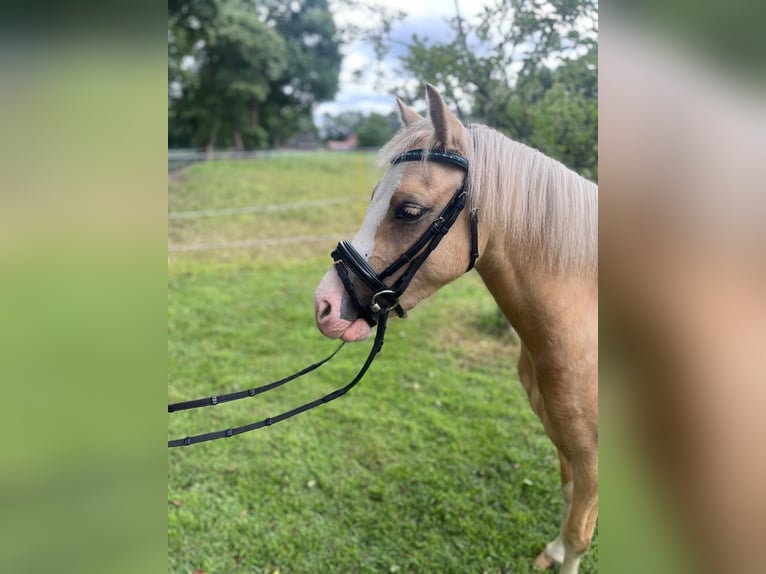 Kuc walijski sekcji B Klacz 3 lat 127 cm Izabelowata in OstrhauderfehnOstrhauderfehn