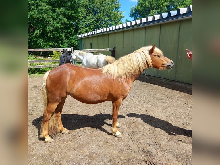 Kuc walijski sekcji B Klacz 3 lat 130 cm Kasztanowata in Kisdorf