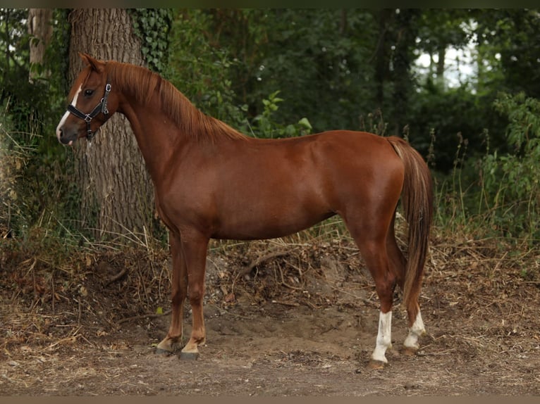 Kuc walijski sekcji B Klacz 3 lat 132 cm Kasztanowata in Aalten