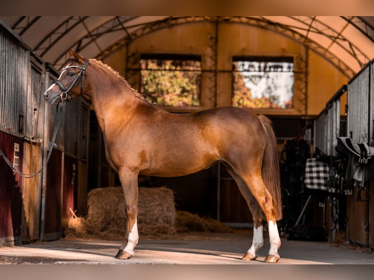 Kuc walijski sekcji B Klacz 3 lat 132 cm Kasztanowata in Kowalew