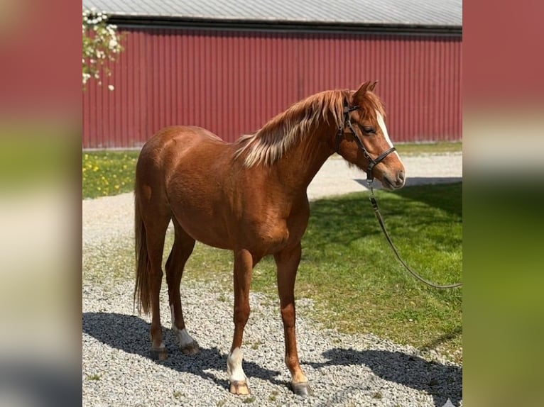 Kuc walijski sekcji B Klacz 3 lat 132 cm Kasztanowata in Oggelshausen