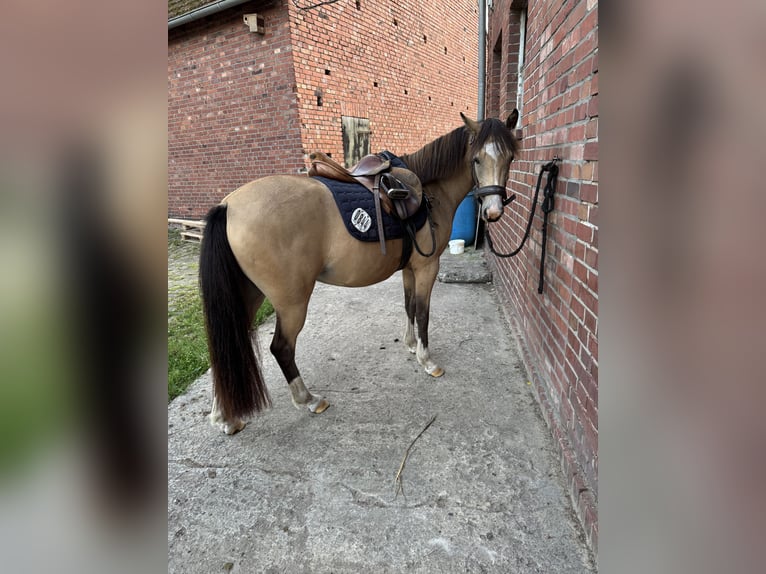 Kuc walijski sekcji B Klacz 3 lat 133 cm Bułana in Emsdetten