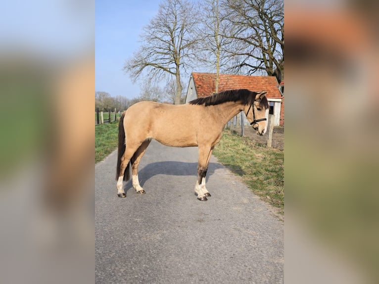Kuc walijski sekcji B Klacz 3 lat 133 cm Bułana in Emsdetten
