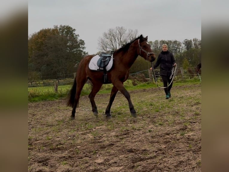 Kuc walijski sekcji B Klacz 3 lat 133 cm Gniada in EmsdettenEmsdetten