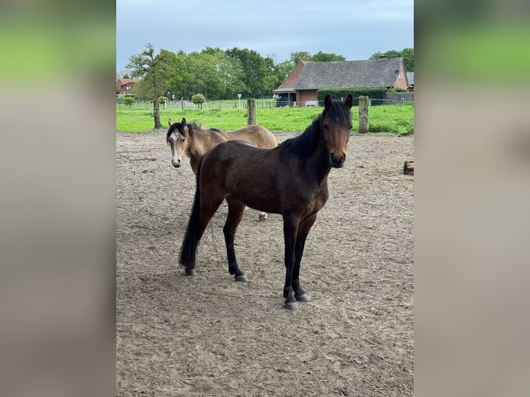 Kuc walijski sekcji B Klacz 3 lat 133 cm Gniada in EmsdettenEmsdetten