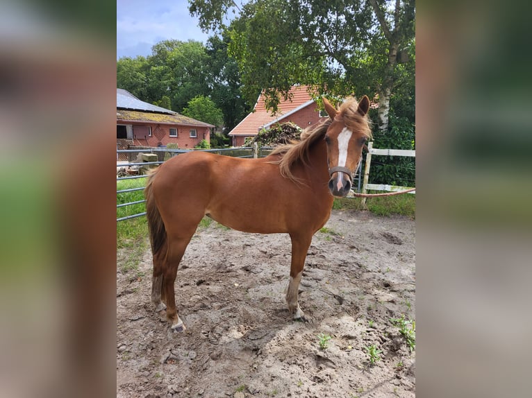 Kuc walijski sekcji B Klacz 3 lat 133 cm Kasztanowata in Emlichheim