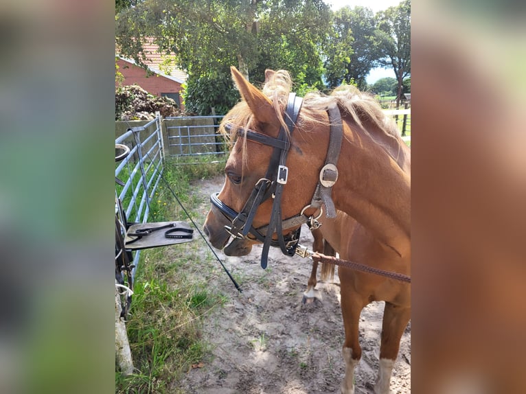 Kuc walijski sekcji B Klacz 3 lat 133 cm Kasztanowata in Emlichheim