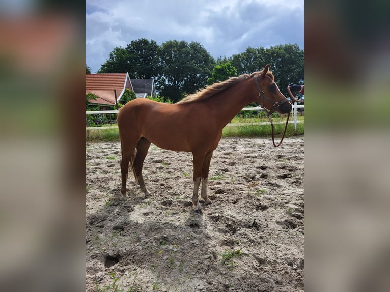 Kuc walijski sekcji B Klacz 3 lat 133 cm Kasztanowata in Emlichheim