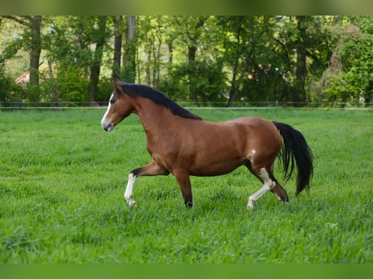 Kuc walijski sekcji B Klacz 3 lat 134 cm Gniada in Aalten