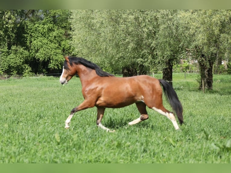 Kuc walijski sekcji B Klacz 3 lat 134 cm Gniada in Aalten