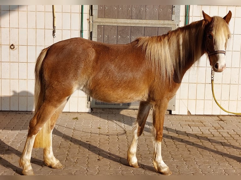 Kuc walijski sekcji B Klacz 3 lat 134 cm Kasztanowata in Landolfshausen OT Mackenrode