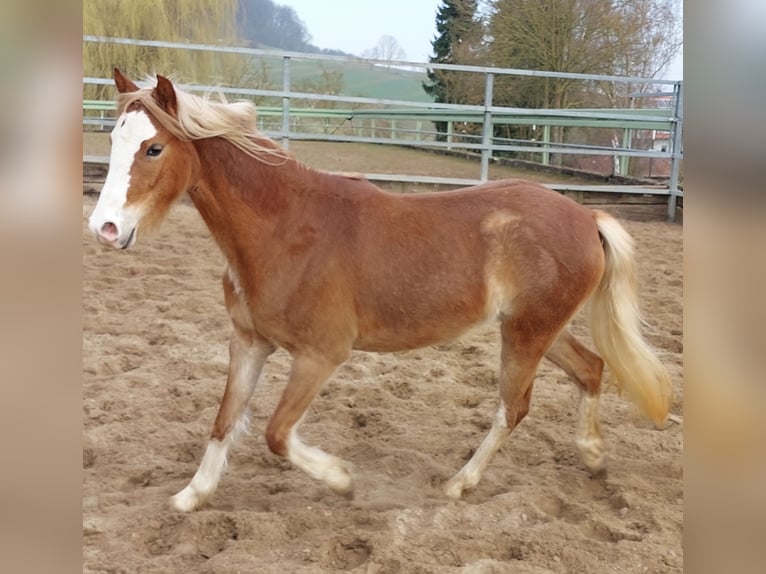 Kuc walijski sekcji B Klacz 3 lat 134 cm Kasztanowata in Landolfshausen OT Mackenrode