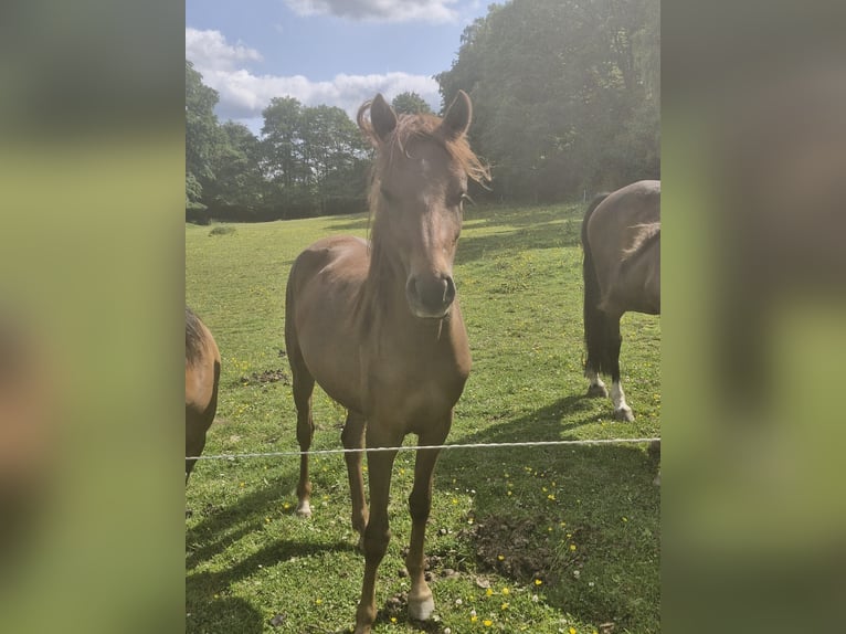 Kuc walijski sekcji B Mix Klacz 3 lat 140 cm Kasztanowata in Wipperfürth
