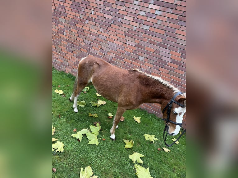 Kuc walijski sekcji B Klacz 4 lat 122 cm Kasztanowata in Harsewinkel