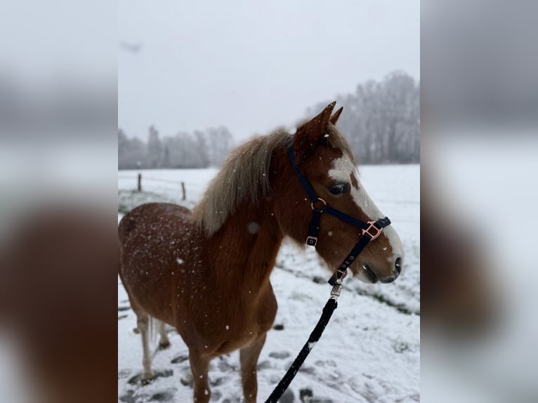 Kuc walijski sekcji B Klacz 4 lat 122 cm Kasztanowata in Harsewinkel