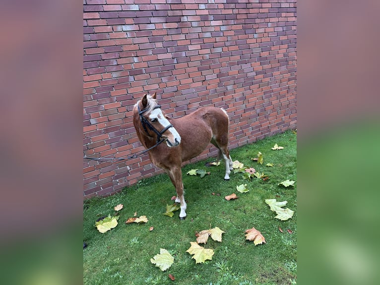 Kuc walijski sekcji B Klacz 4 lat 122 cm Kasztanowata in Harsewinkel