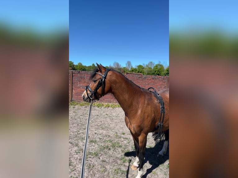 Kuc walijski sekcji B Klacz 4 lat 125 cm Jasnogniada in Senden