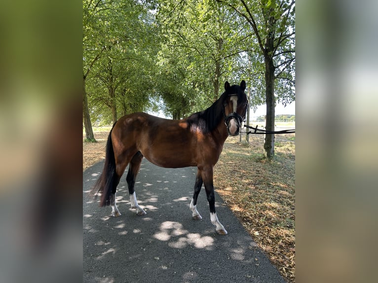 Kuc walijski sekcji B Klacz 4 lat 125 cm Jasnogniada in Senden