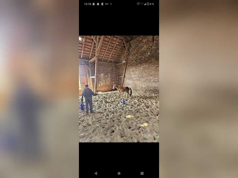 Kuc walijski sekcji B Klacz 4 lat 125 cm Kasztanowata in Extertal