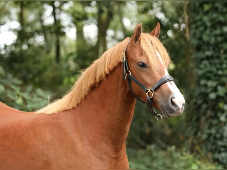 Kuc walijski sekcji B Klacz 4 lat 127 cm Kasztanowata in Nijverdal