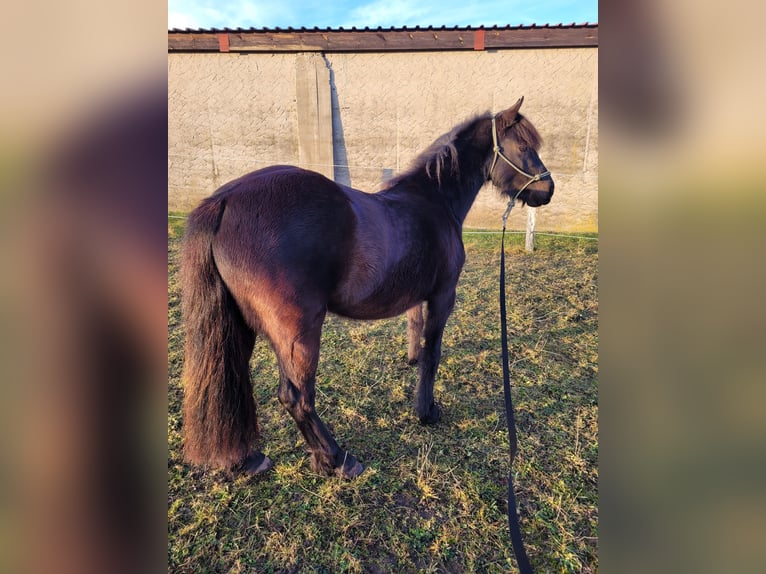 Kuc walijski sekcji B Klacz 4 lat 128 cm Kara in Schweinfurt