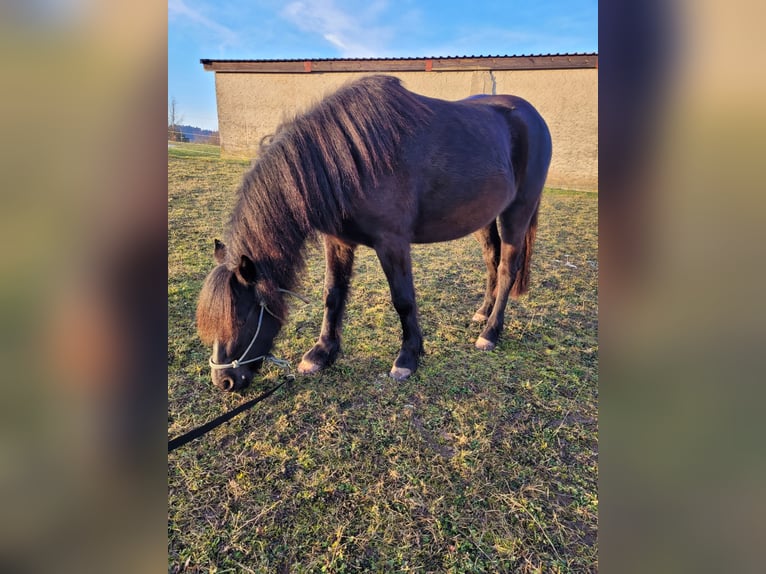 Kuc walijski sekcji B Klacz 4 lat 128 cm Kara in Schweinfurt