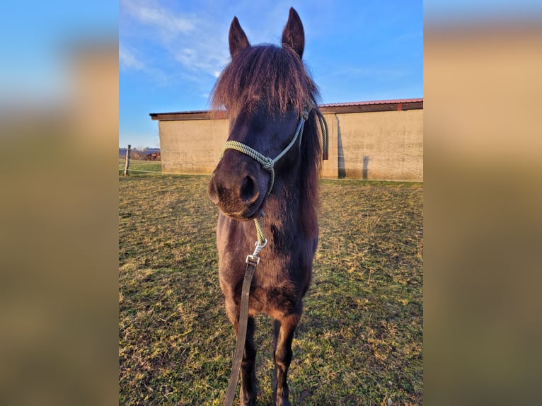 Kuc walijski sekcji B Klacz 4 lat 128 cm Kara in Schweinfurt