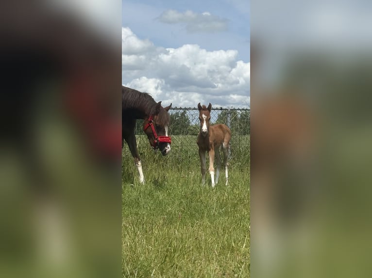 Kuc walijski sekcji B Klacz 4 lat 129 cm Ciemnokasztanowata in Augustinusga
